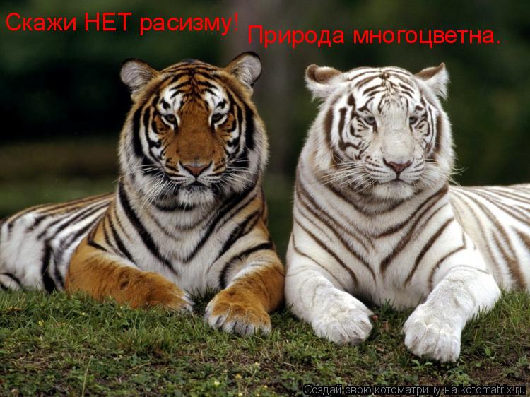 Скажи НЕТ расизму! Природа многоцветна.... Котоматрица: Скажи НЕТ расизму! Природа многоцветна.