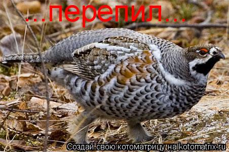 ...перепил...... Котоматрица: ...перепил...
