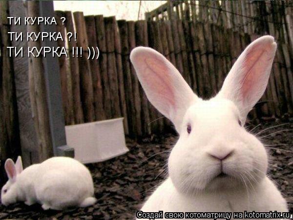 ТИ КУРКА ? ТИ КУРКА ?! ТИ КУРКА !!! )))... Котоматрица: ТИ КУРКА ? ТИ КУРКА ?! ТИ КУРКА !!! )))