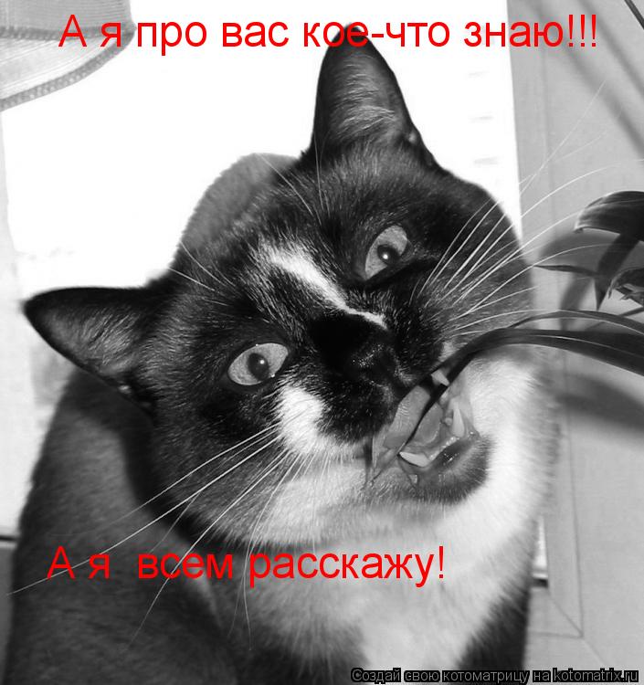 А я про вас кое-что знаю!!! А я всем расскажу!... Котоматрица: А я про вас кое-что знаю!!! А я всем расскажу!