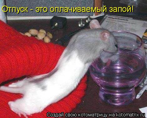 Отпуск - это оплачиваемый запой!... Котоматрица: Отпуск - это оплачиваемый запой!