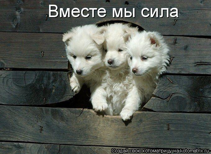 Вместе мы сила... Котоматрица: Вместе мы сила