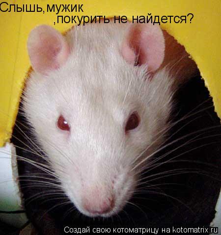 Слышь,мужик ,покурить не найдется?... Котоматрица: Слышь,мужик ,покурить не найдется?