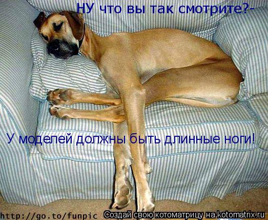 НУ что вы так смотрите?- У моделей должны быть длинные ноги!... Котоматрица: НУ что вы так смотрите?- У моделей должны быть длинные ноги!