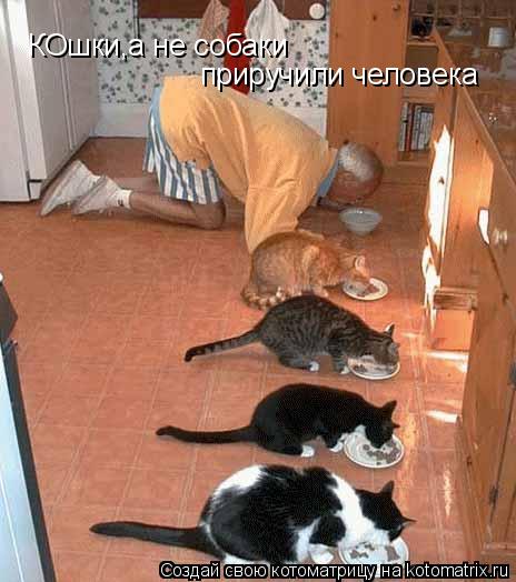 КОшки,а не собаки приручили человека... Котоматрица: КОшки,а не собаки приручили человека