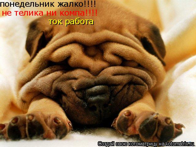 понедельник жалко!!!! не телика ни компа!!!! ток работа... Котоматрица: понедельник жалко!!!! не телика ни компа!!!! ток работа