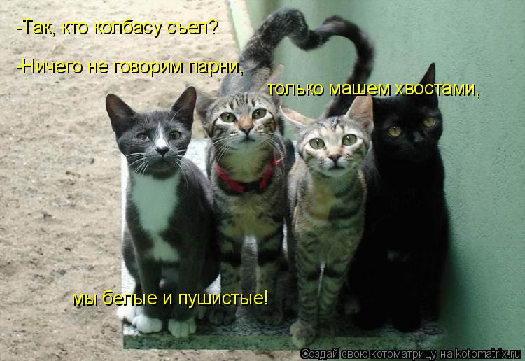 -Так, кто колбасу съел? -Ничего не говорим парни, только машем хвостами, мы белые и пушистые!... Котоматрица: -Так, кто колбасу съел? -Ничего не говорим парни, только машем хвостами, мы белые и пушистые!