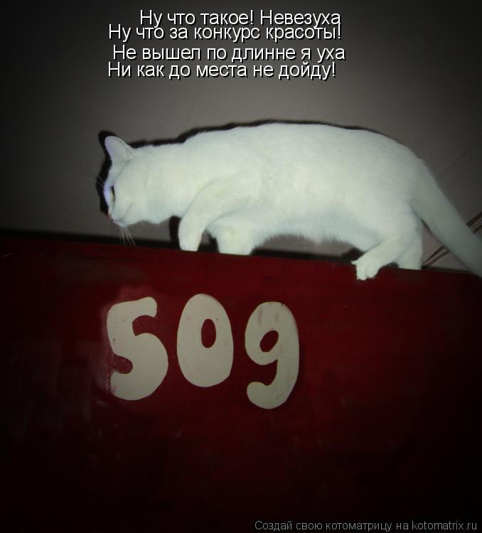 Котоматрица: Ну что такое! Невезуха Не вышел по длинне я уха Ну что за конкурс красоты! Ни как до места не дойду!