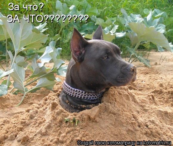 За что? ЗА ЧТО????????... Котоматрица: За что? ЗА ЧТО????????