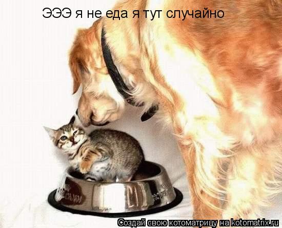 Котоматрица: ЭЭЭ я не еда я тут случайно