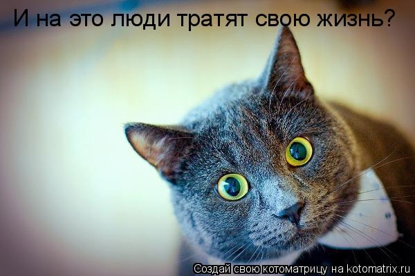 И на это люди тратят свою жизнь?... Котоматрица: И на это люди тратят свою жизнь?