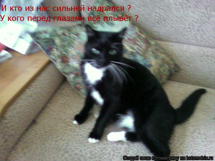 Котоматрица: И кто из нас сильней надрался ? У кого перед глазами всё плывёт ?