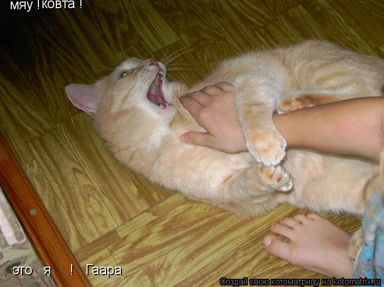 Котоматрица: мяу ! ковта ! это   я     !   Гаара