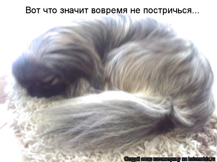 Вот что значит вовремя не постричься...... Котоматрица: Вот что значит вовремя не постричься...