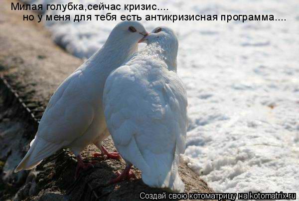 Милая голубка,сейчас кризис.... но у меня для тебя есть антикризисная программа....... Котоматрица: Милая голубка,сейчас кризис.... но у меня для тебя есть антикризисная программа....