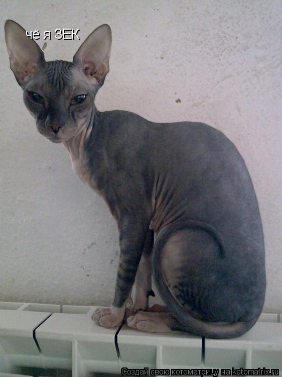 Котоматрица: чё я ЗЕК