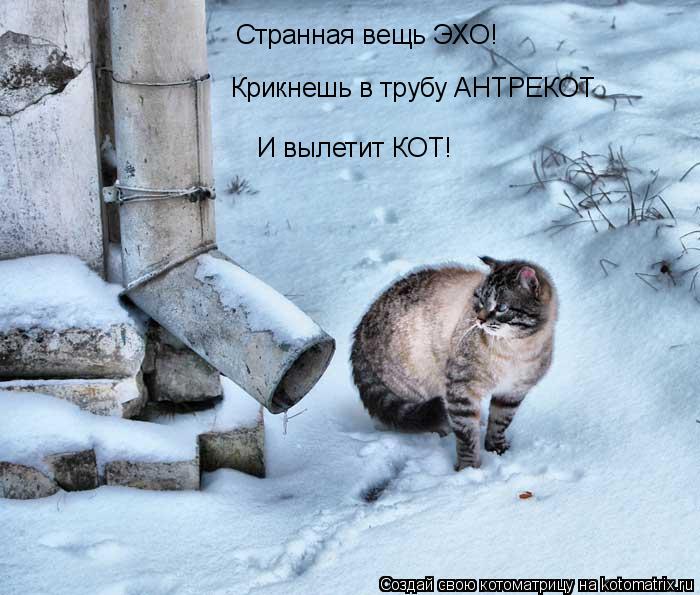 Странная вещь ЭХО! Крикнешь в трубу АНТРЕКОТ И вылетит КОТ!... Котоматрица: Странная вещь ЭХО! Крикнешь в трубу АНТРЕКОТ И вылетит КОТ!