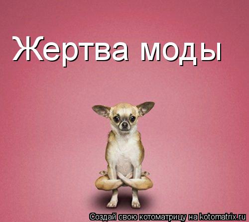 Жертва моды... Котоматрица: Жертва моды