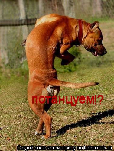 потанцуем потанцуем !?... Котоматрица: потанцуем потанцуем !?