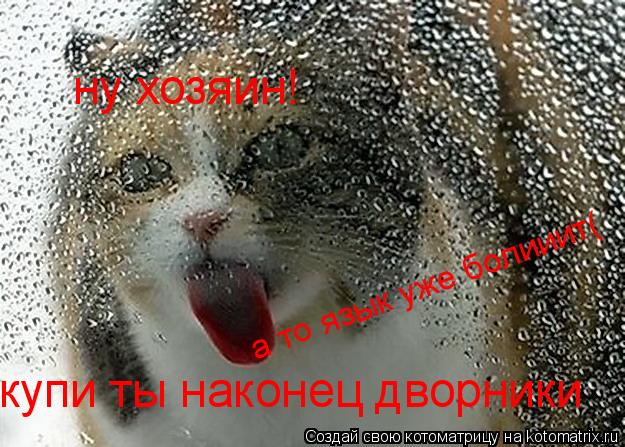 ну хозяин! купи ты наконец дворники а то язык уже болииит(... Котоматрица: ну хозяин! купи ты наконец дворники а то язык уже болииит(