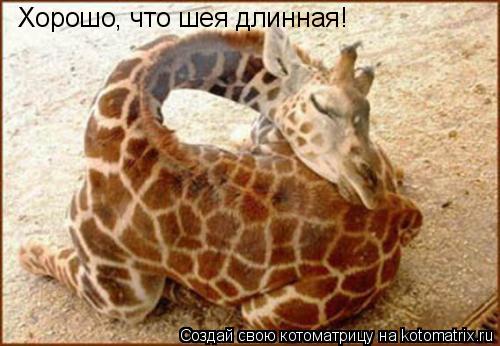 Хорошо, что шея длинная!... Котоматрица: Хорошо, что шея длинная!