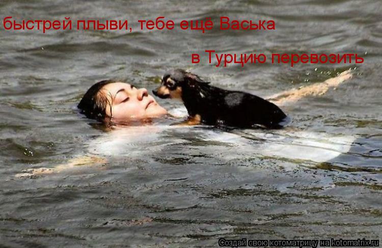 быстрей плыви, тебе ещё Васька в Турцию перевозить... Котоматрица: быстрей плыви, тебе ещё Васька в Турцию перевозить
