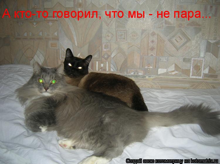 А кто-то говорил, что мы - не пара...... Котоматрица: А кто-то говорил, что мы - не пара...