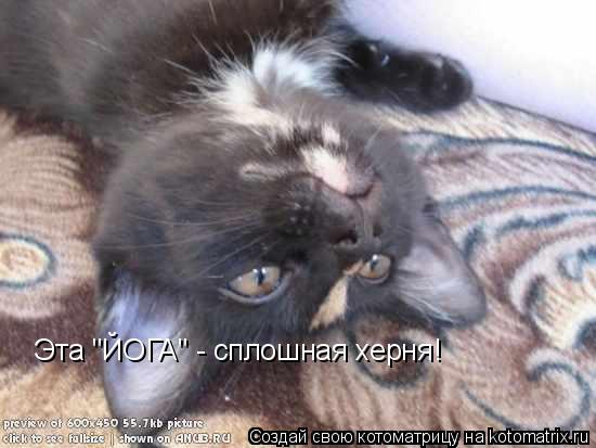 Эта "ЙОГА" - сплошная херня!... Котоматрица: Эта "ЙОГА" - сплошная херня!