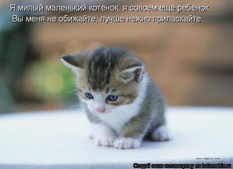 Котоматрица: Я милый маленький котёнок, я совсем ещё ребёнок. Вы меня не обижайте, лучше нежно приласкайте.