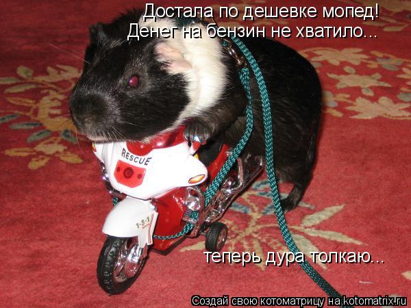 Достала по дешевке мопед! Денег на бензин не хватило... теперь дура толкаю...... Котоматрица: Достала по дешевке мопед! Денег на бензин не хватило... теперь дура толкаю...