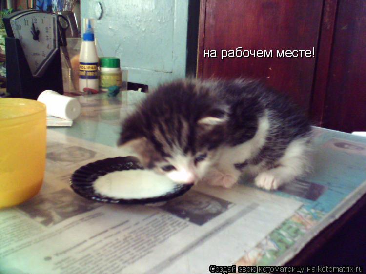 Котоматрица: на рабочем месте!