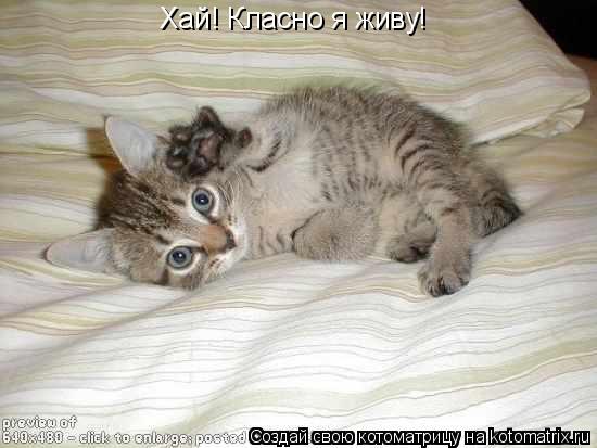 Хай! Класно я живу!... Котоматрица: Хай! Класно я живу!