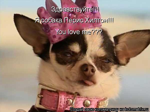 Здравствуйте!!! Я собака Перис Хилтон!!! You love me???... Котоматрица: Здравствуйте!!! Я собака Перис Хилтон!!! You love me???