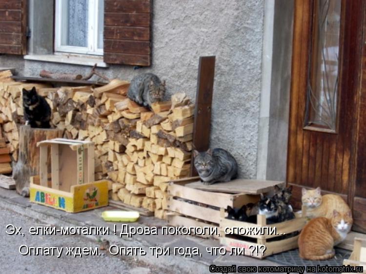 Котоматрица: Эх, елки-моталки ! Дрова покололи, сложили... Оплату ждем.. Опять три года, что ли ?!? .