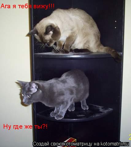 Ага я тебя вижу!!! Ну где же ты?!... Котоматрица: Ага я тебя вижу!!! Ну где же ты?!