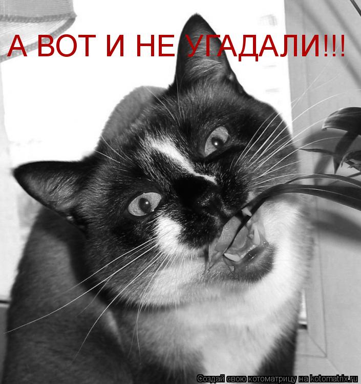 А ВОТ И НЕ УГАДАЛИ!!!... Котоматрица: А ВОТ И НЕ УГАДАЛИ!!!