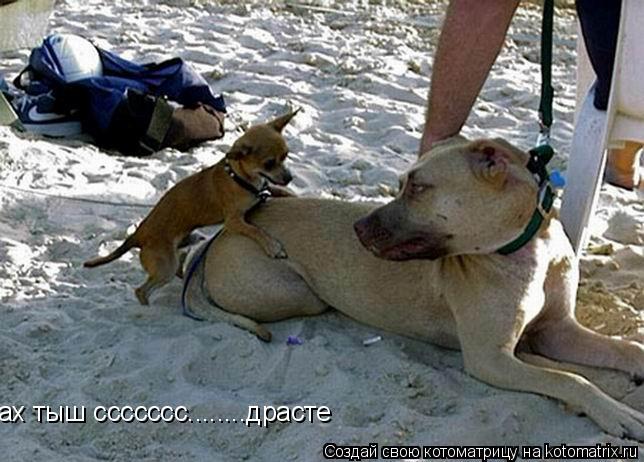 ах тыш ссссссс........драсте... Котоматрица: ах тыш ссссссс........драсте