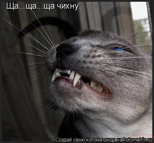 Ща...ща...ща чихну... Котоматрица: Ща...ща...ща чихну