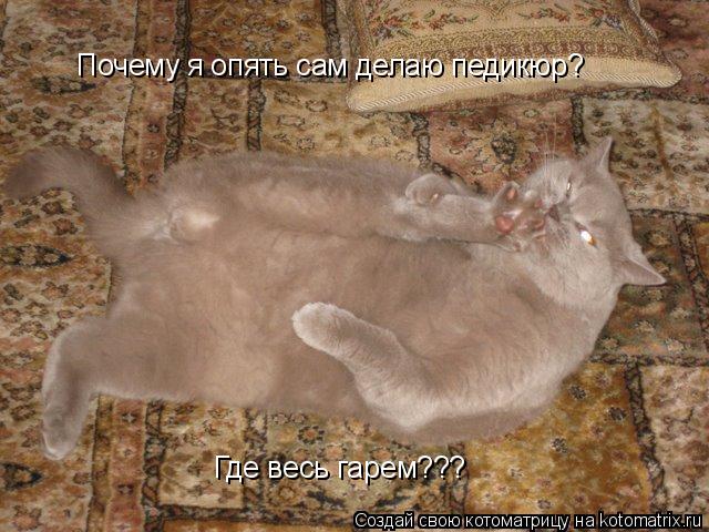 Почему я опять сам делаю педикюр? Где весь гарем???... Котоматрица: Почему я опять сам делаю педикюр? Где весь гарем???