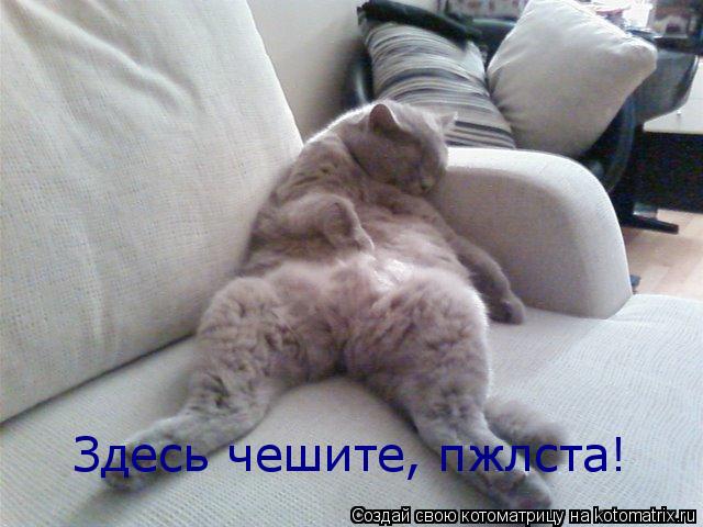 Здесь чешите, пжлста!... Котоматрица: Здесь чешите, пжлста!