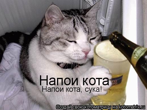 Напои кота Напои кота, сука!... Котоматрица: Напои кота Напои кота, сука!
