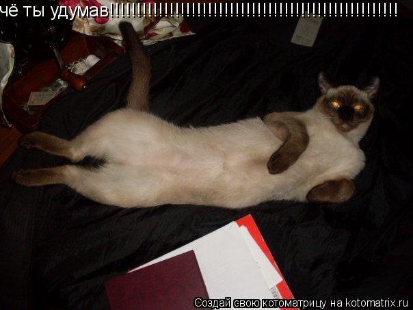 чё ты удумав!!!!!!!!!!!!!!!!!!!!!!!!!!!!!!!!!!!!!!!!!!!!!!!!!!!!!... Котоматрица: чё ты удумав!!!!!!!!!!!!!!!!!!!!!!!!!!!!!!!!!!!!!!!!!!!!!!!!!!!!!