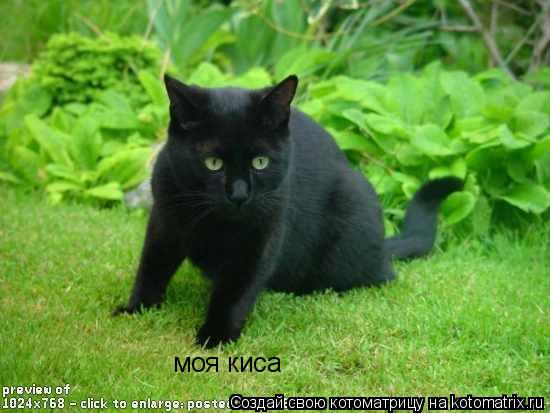 Котоматрица: моя киса
