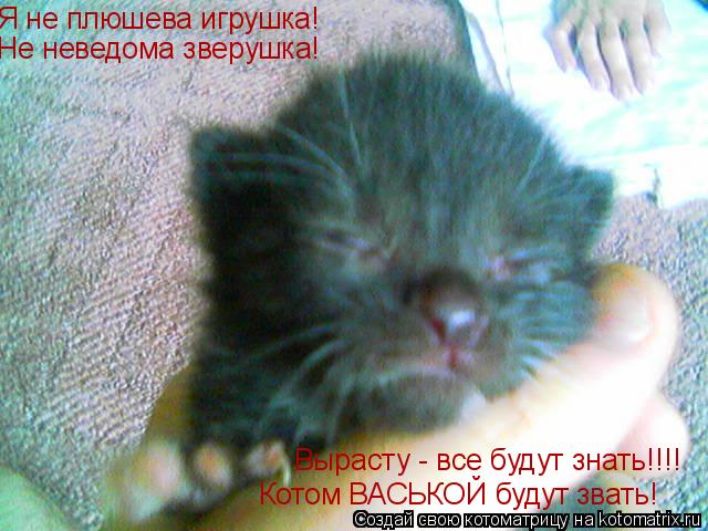 Я не плюшева игрушка! Не неведома зверушка! Вырасту - все будут знать!!!! Котом ВАСЬКОЙ будут звать!... Котоматрица: Я не плюшева игрушка! Не неведома зверушка! Вырасту - все будут знать!!!! Котом ВАСЬКОЙ будут звать!