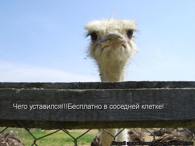 Котоматрица: Чего уставился!!!Бесплатно в соседней клетке!
