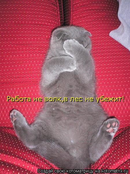Работа не волк,в лес не убежит!... Котоматрица: Работа не волк,в лес не убежит!
