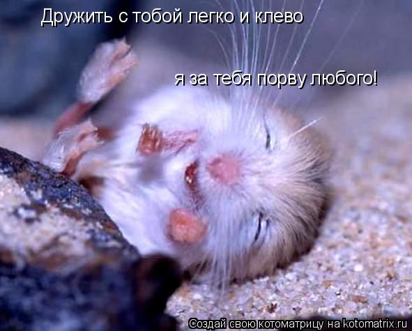 Дружить с тобой легко и клево я за тебя порву любого!... Котоматрица: Дружить с тобой легко и клево я за тебя порву любого!