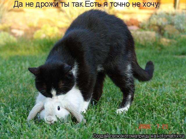 Да не дрожи ты так.Есть я точно не хочу.... Котоматрица: Да не дрожи ты так.Есть я точно не хочу.