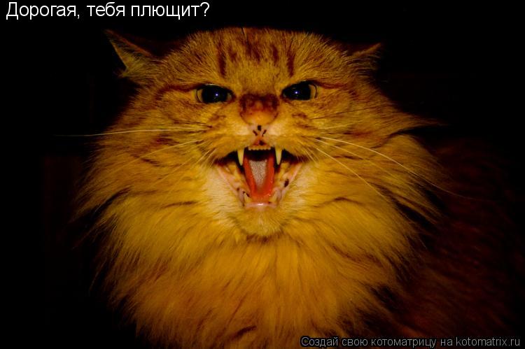 Дорогая, тебя плющит?... Котоматрица: Дорогая, тебя плющит?