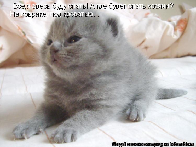 Котоматрица: Все,я здесь буду спать! А где будет спать хозяин?  На коврике, под кроватью....